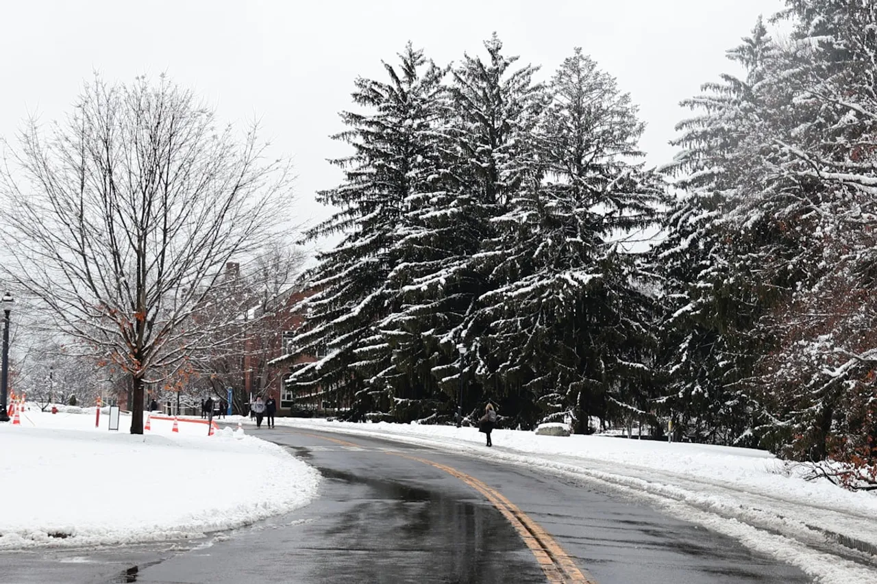 A cleared road beside snow-covered evergreens after a storm