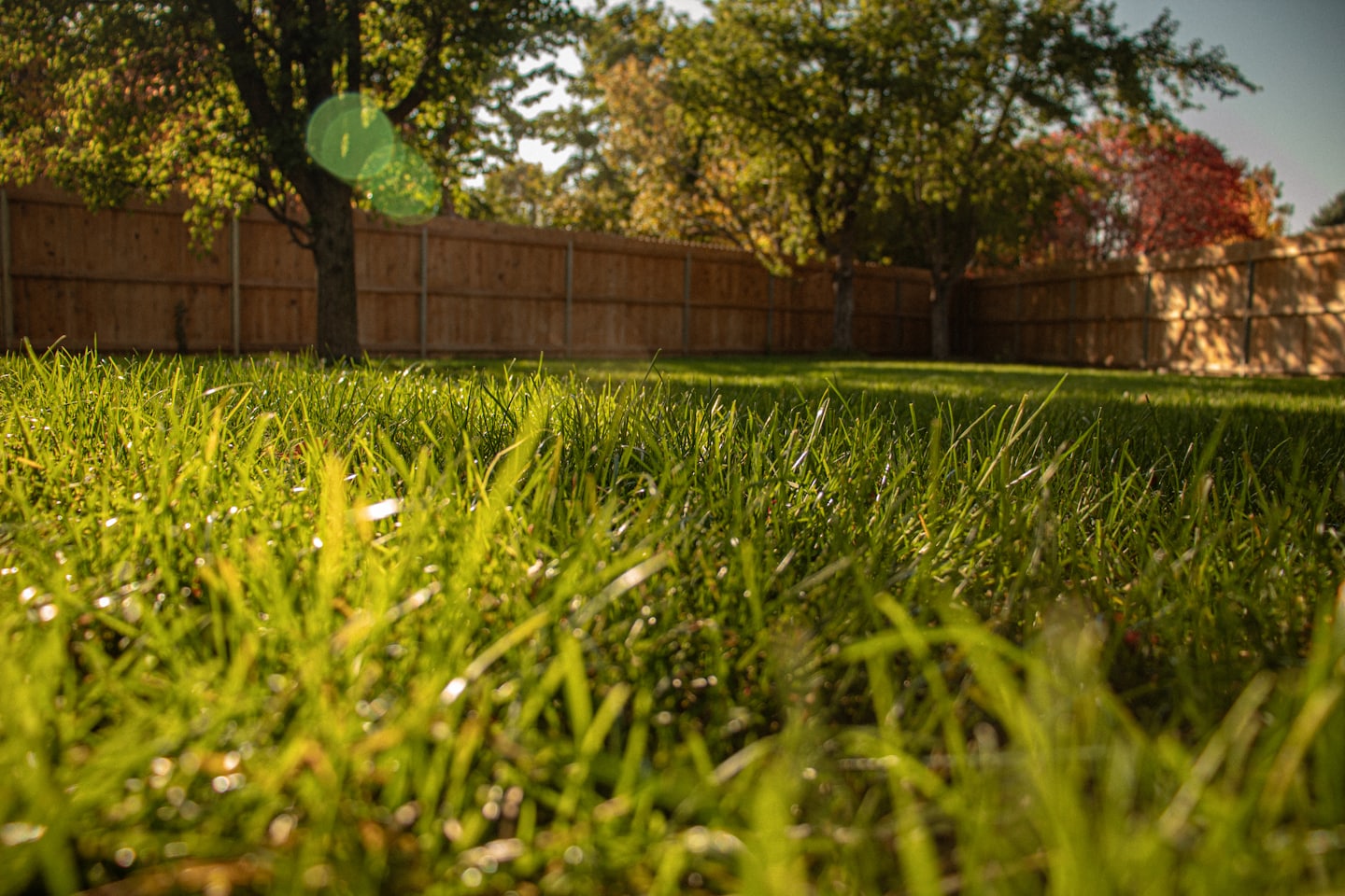 A sunlit commercial-style lawn bordered by a wooden fence