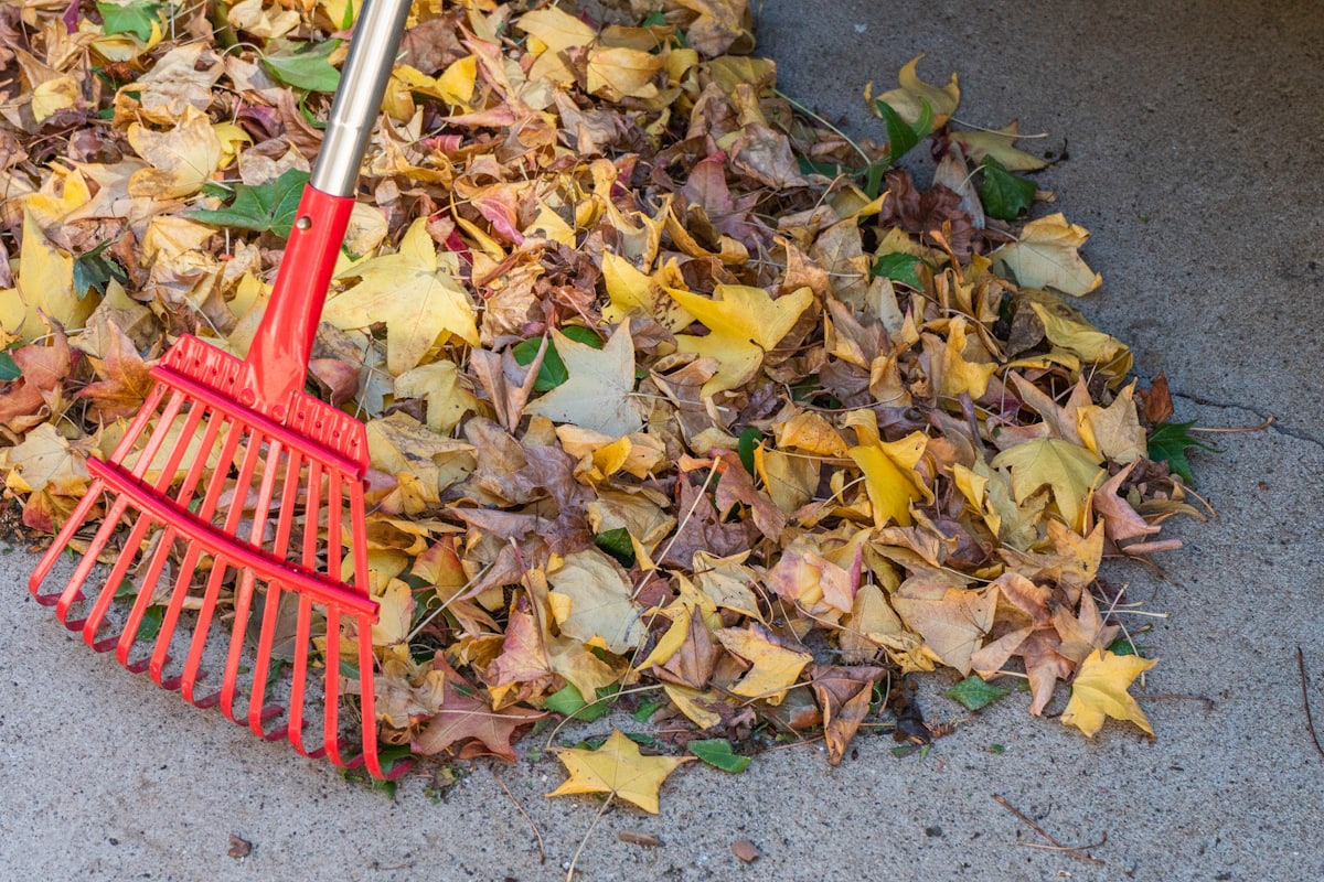 A rake resting on a pile of raked autumn leaves