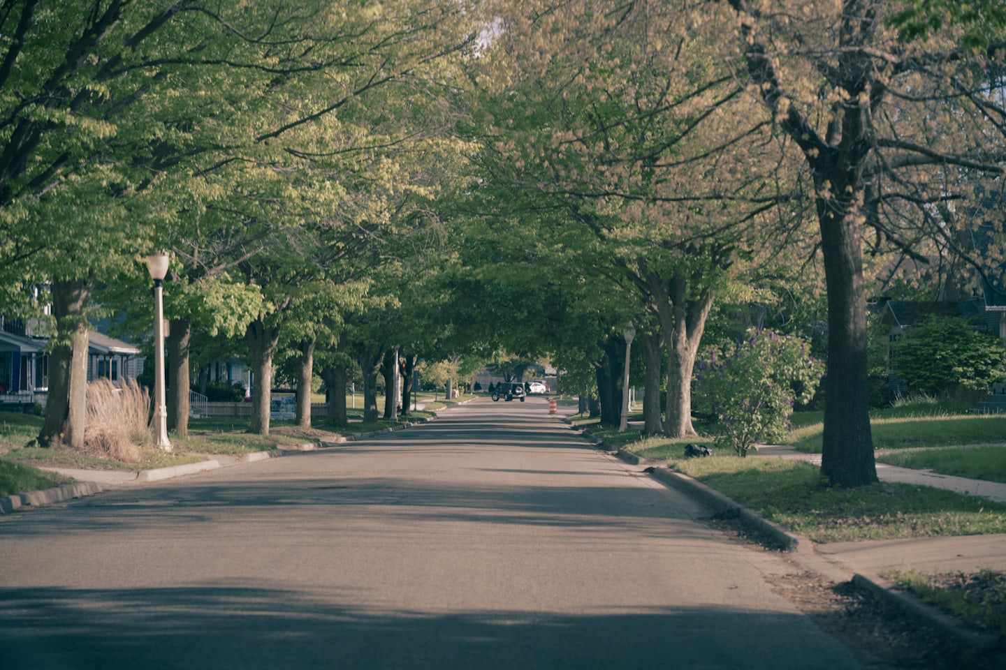 A quiet tree-lined residential street in summer
