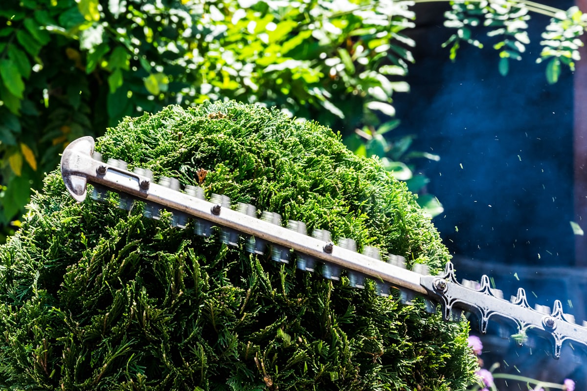 A hedge trimmer shaping a rounded green shrub