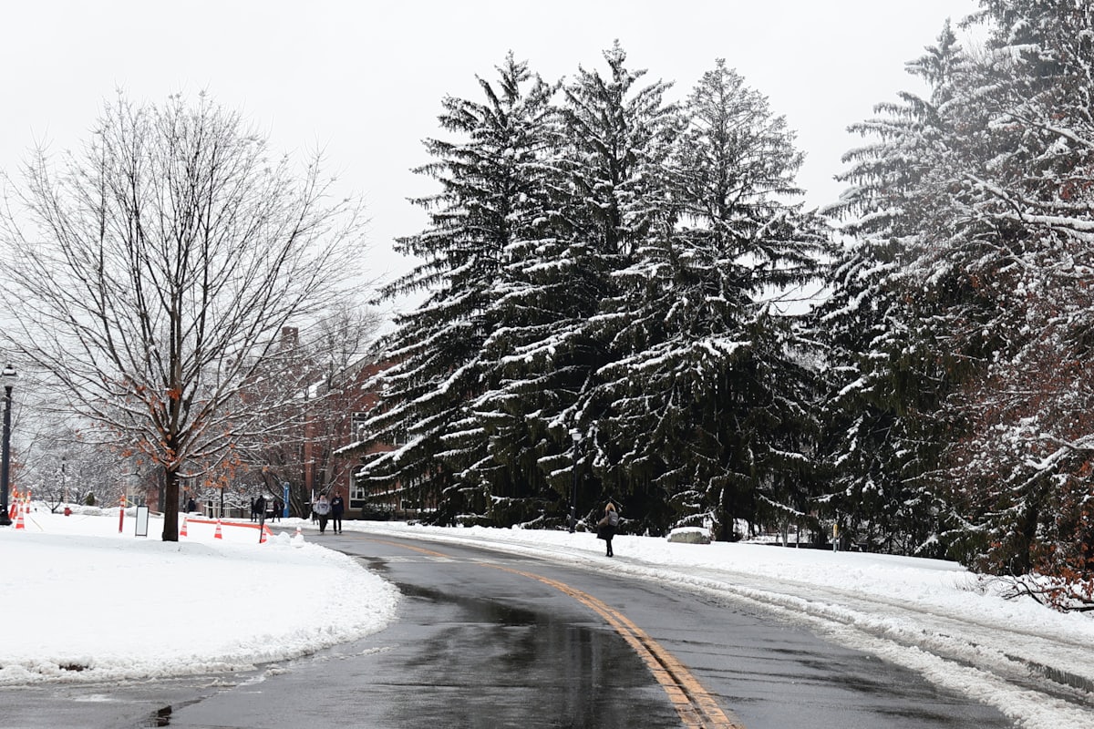A cleared road beside snow-covered evergreens after a storm